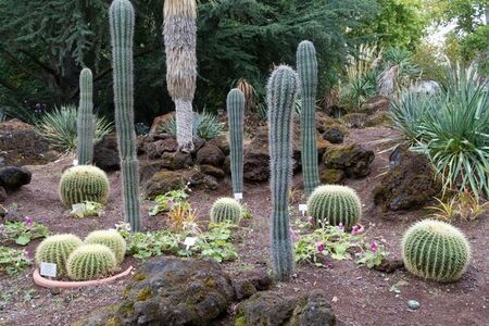Haus Mariatrost Botanischer Garten Kaktus
