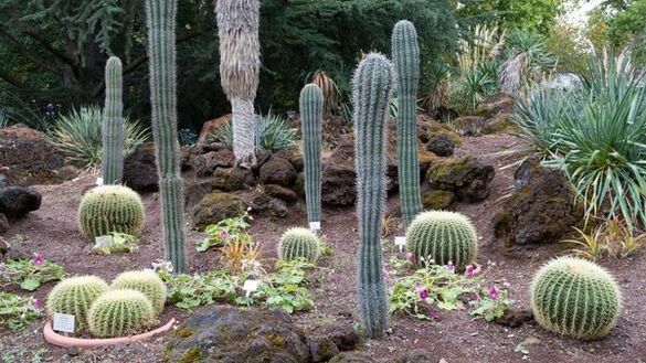 Haus Mariatrost Botanischer Garten Kaktus