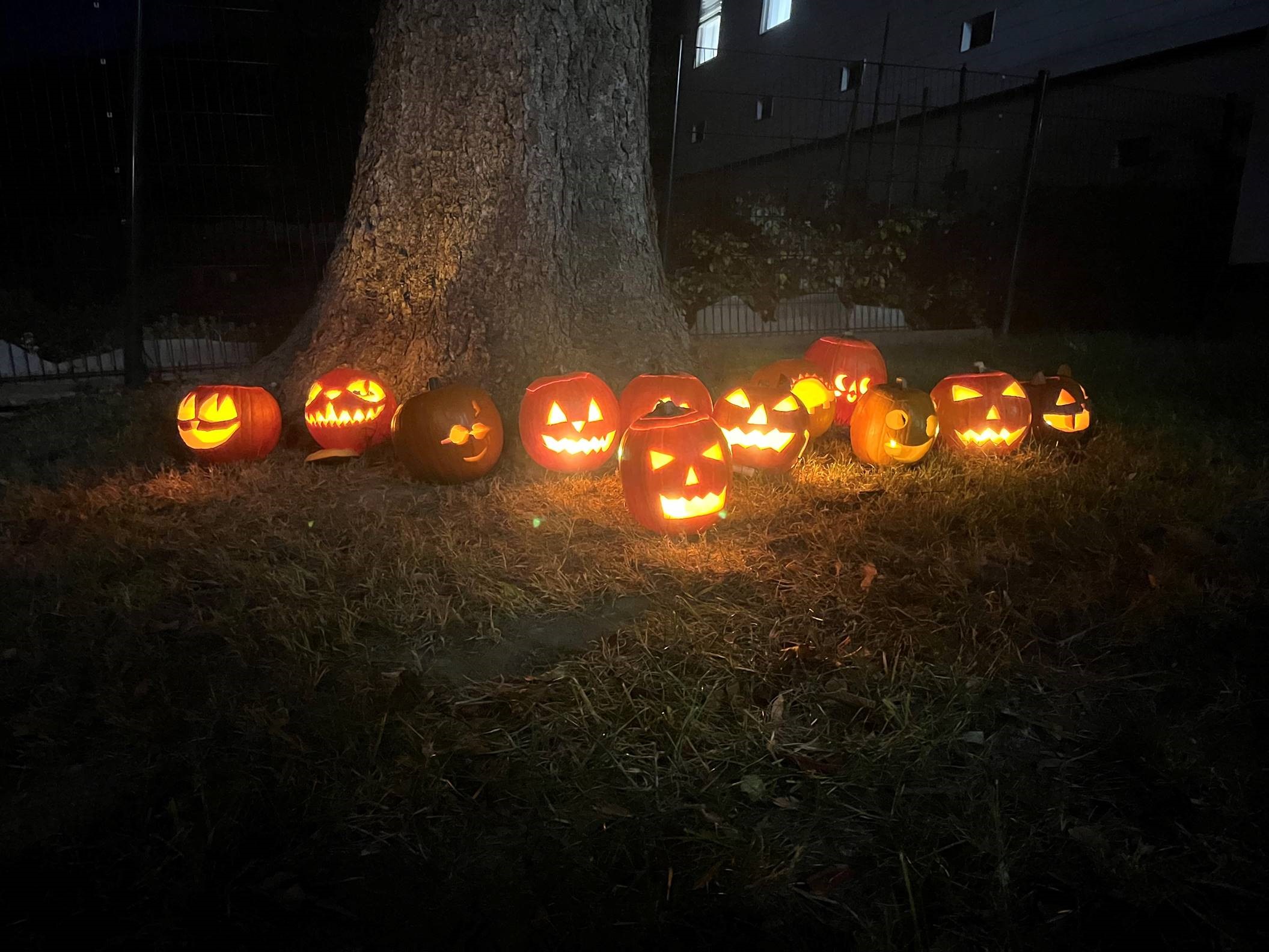 Halloween-Kürbisse leuchten im Dunkeln vor einem Baumstamm